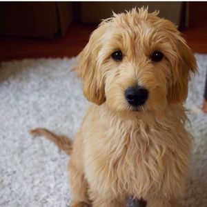 Meet your Posher, Kelset